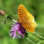 Gold-butterfly-Moth