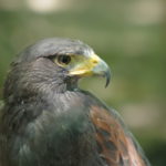 Harris Hawk 2