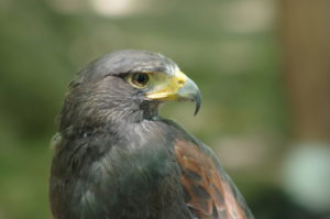 Harris Hawk 2