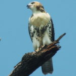 Red Tail Hawk