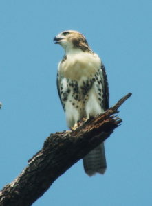 Red Tail Hawk