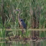 heron-7-9-16