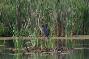 heron-7-9-16