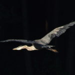 Heron In Flight