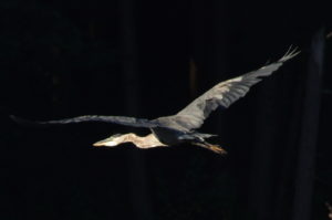 Heron In Flight