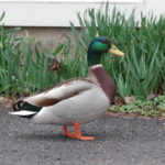 Male Mallard