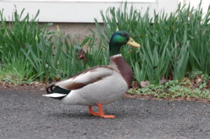 Male Mallard