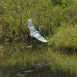 Egret in Flight