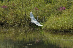 Egret in Flight