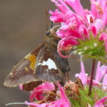 Moth- pink flower