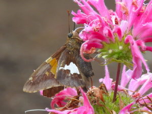 Moth- pink flower