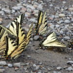 Swallowtails-many