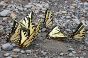 Swallowtails-many