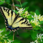 Swallowtail