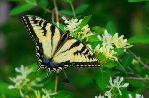 Swallowtail