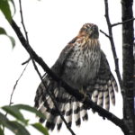 Wet Coopers Hawk