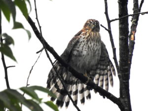 Wet Coopers Hawk