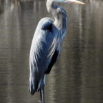 Blue-Heron-5-2-18