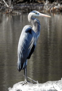 Blue-Heron-5-2-18