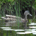 Blues Winged Teal