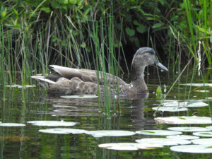 Blues Winged Teal