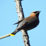 Cedar WaxWing