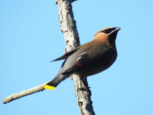 Cedar WaxWing