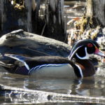Wood-Duck-Male1
