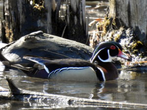 Wood-Duck-Male1