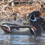 Wood-Duck-Male2