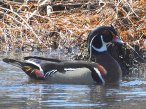 Wood-Duck-Male2