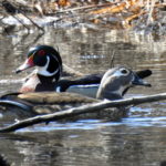 Wood-Duck-Pair