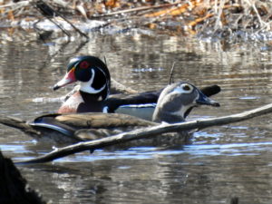 Wood-Duck-Pair