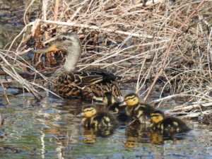 Ducklings-2018