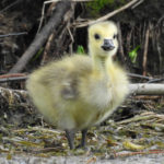 Fuzzy-Gosling