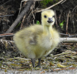 Fuzzy-Gosling