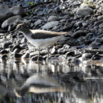 Green-Sandpiper