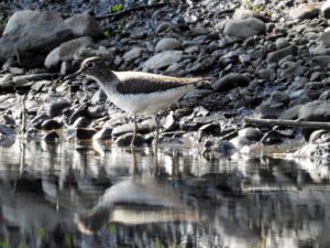 Green-Sandpiper