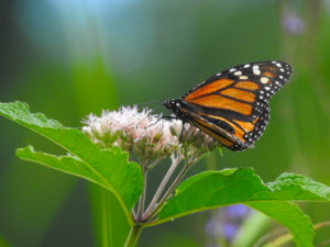 Monarch-072918-forestportRes