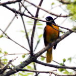 Orchard-Oriole-2-2018