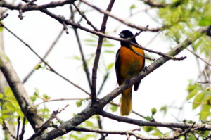 Orchard-Oriole-2-2018