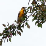 Orchard-Oriole-2018