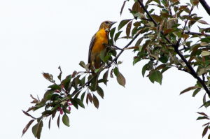 Orchard-Oriole-2018