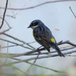 Yellow-Rumped -Warbler-5-2-18