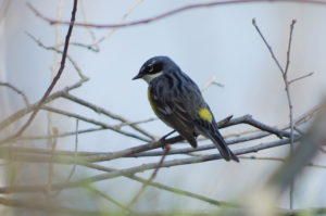 Yellow-Rumped -Warbler-5-2-18