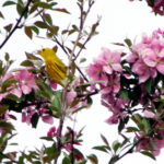 Yellow-warbler-2018
