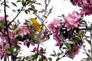 Yellow-warbler-2018