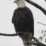 Bald-Eagle