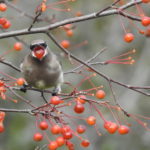 Cedar Waxwing