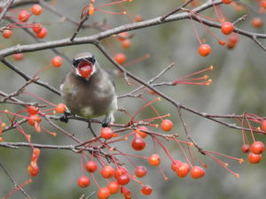 Cedar Waxwing